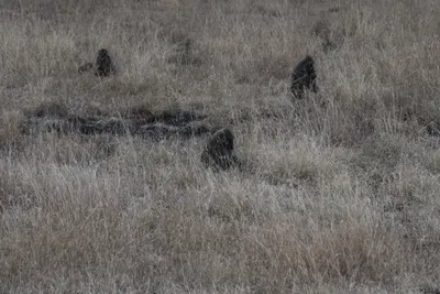 DSC_3597 (Large).JPG